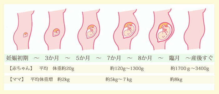 妊娠の成長図