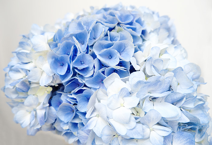 紫陽花